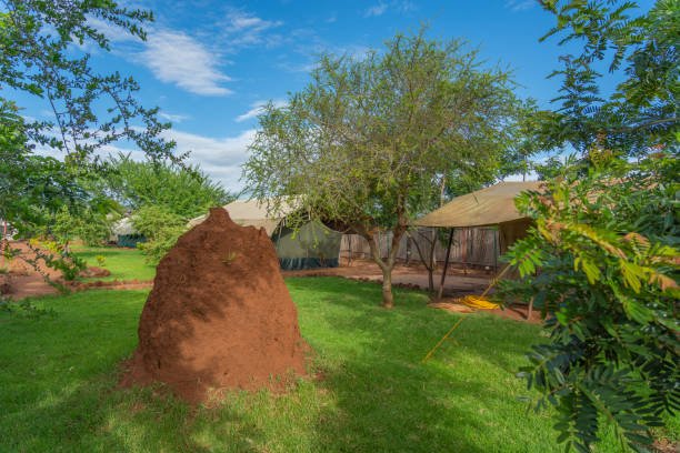 Customizable Options